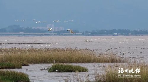 闽江河口湿地栖息着大量鸟类。记者 林双伟 摄