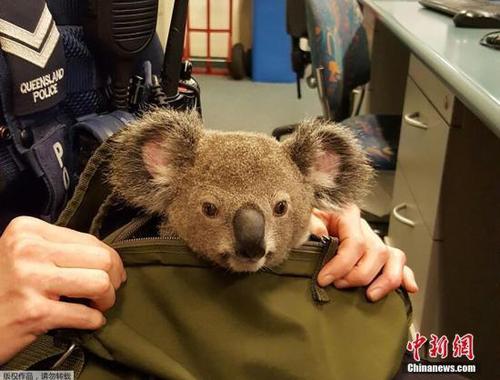当地时间11月6日，澳大利亚警方在街上发现一女子的双肩包里藏了一只考拉宝宝。随后警方将这只小考拉带到警局，小考拉不认生的和警员一起玩耍。