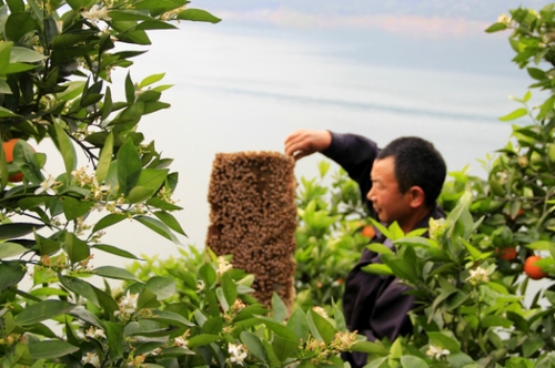 4月29日，三峡库区湖北秭归县泄滩乡陈家湾村五组村民陈宗红在柑橘园里放养蜜蜂。