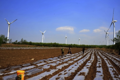 5月6日，山东省烟台栖霞唐山硼村农民在风电场上播种花生。