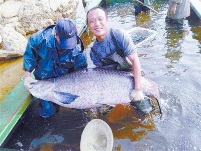 河南信阳一水库捕出巨鱼-长1.76米重147斤-2