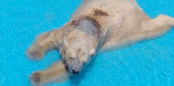 悲伤北极熊受动物园40度高温折磨-患精神病6