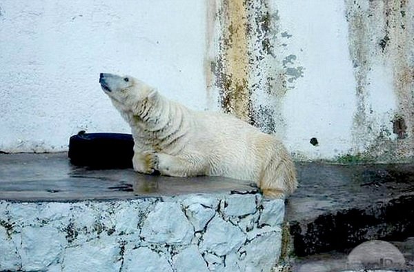 悲伤北极熊受动物园40度高温折磨-患精神病5