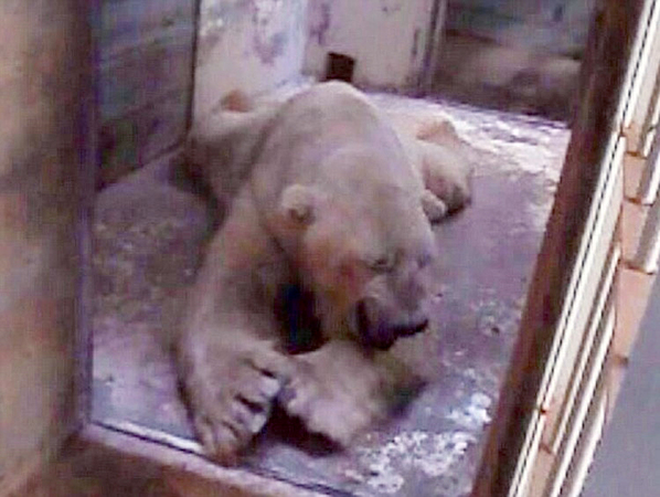 悲伤北极熊受动物园40度高温折磨-患精神病3