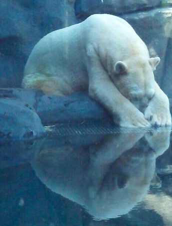 悲伤北极熊受动物园40度高温折磨-患精神病2