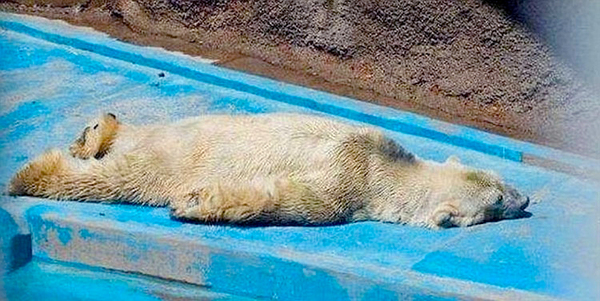悲伤北极熊受动物园40度高温折磨-患精神病8