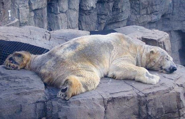 悲伤北极熊受动物园40度高温折磨-患精神病4