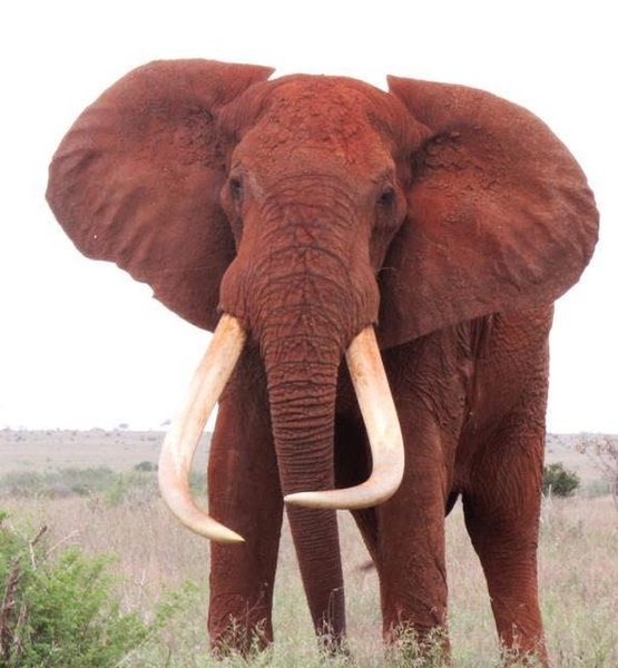 “象王”萨陶生前照。其拥有着世界上最为巨型的身躯，以及两根美丽的长牙。