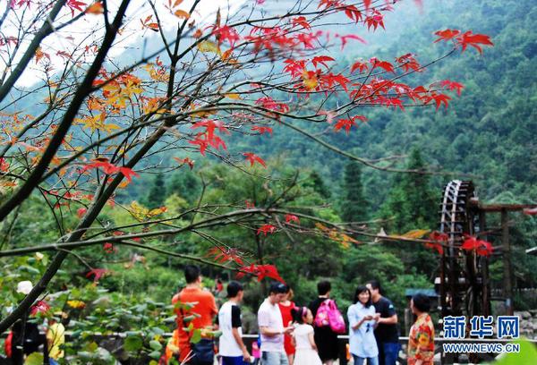 广西贺州姑婆山枫叶泛红，吸引众多游客前来游览（10月1日摄）。
