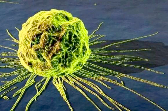 天然病毒m1可特异杀死癌细胞-对正常细胞无毒副作用3