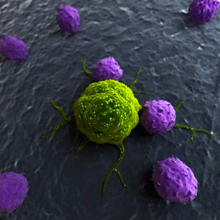天然病毒m1可特异杀死癌细胞-对正常细胞无毒副作用2