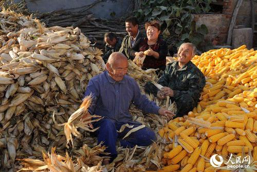 10月14日，赵灿和四个伯伯叔叔一起收玉米。