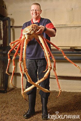 世界上最大的甲壳动物巨型杀人蜘蛛蟹多次攻击渔民图