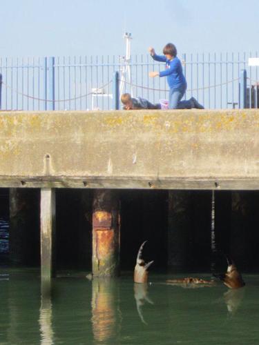 英国肯特郡惠特斯特布尔(Whitstable)港口附近水域日前再现“巨型螃蟹”身影。