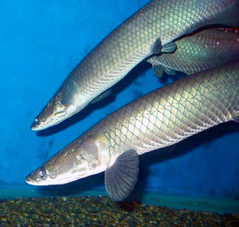 最大淡水鱼类巨骨舌鱼濒临灭绝！长度可达3米2