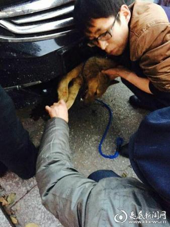 图为车主救助被撞入车内的小狗。