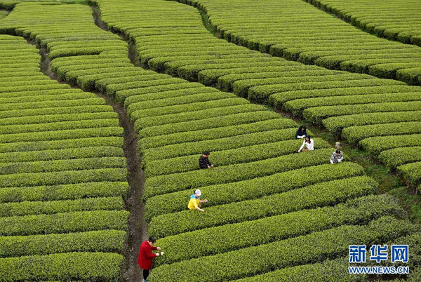 全国各产茶区迎来“明前茶”采摘高峰7