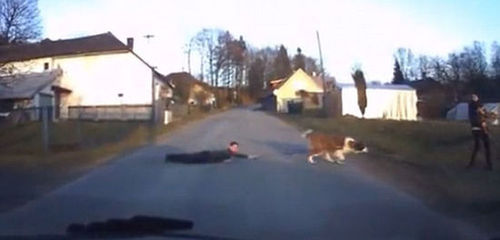 视频画面显示，一只圣伯纳犬拽着一名趴在地上的男孩过马路。（网页截图）