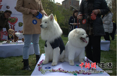 21对宠物在京举行集体婚礼 宝马车队相伴现场