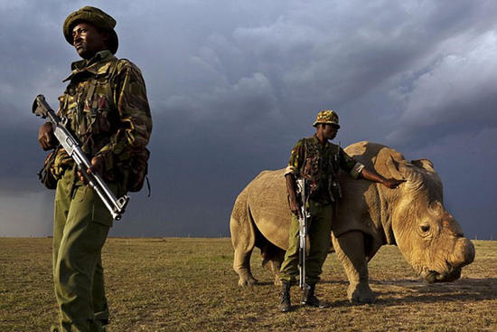 全球最后一头雄性白犀牛获24小时持枪保卫(组图)4