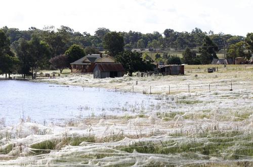 不知还有谁记得《夏洛特的网》的经典一幕，主人公威尔伯坐在谷仓里，看到外面成百上千的小蜘蛛，如勇敢的伞兵，拖着长长的蛛丝在南风中飞远，如今，动画成现实，在澳大利亚新威尔士的古尔本镇，真的下起了“蜘蛛雨”，百万只小蜘蛛从天而降，场面惊人