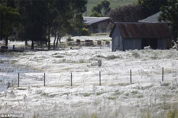 澳大利亚惊现“蜘蛛雨”：百万蜘蛛从天而降4
