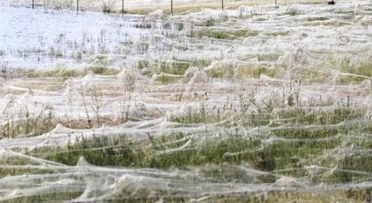 澳大利亚惊现“蜘蛛雨”：百万蜘蛛从天而降3