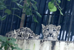 济南首次成功繁殖雪豹幼崽 表情萌化游客