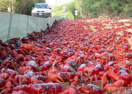 2012年，德国媒体报道称，德国由于大闸蟹入侵已损失超过8000万欧元，而这外来物种在中国和东南亚则是标价昂贵的美食—大闸蟹。