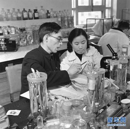 这是20世纪50年代，在中医研究院中药研究所任研究实习员的屠呦呦（前右）与老师楼之岑副教授一起研究中药。