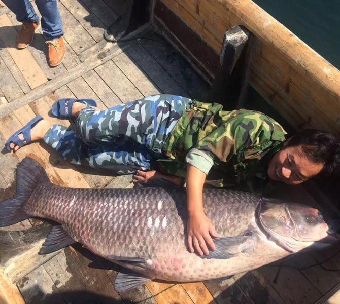 千岛湖巨型青鱼 放生做标本被吃 青鱼命运将如何
