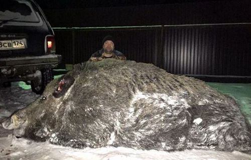 俄罗斯猎人打死超半吨重巨型野猪（网页截图）
