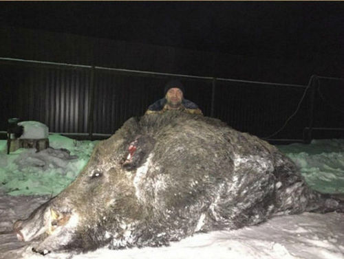 俄罗斯猎人打死超半吨重巨型野猪（网页截图）1