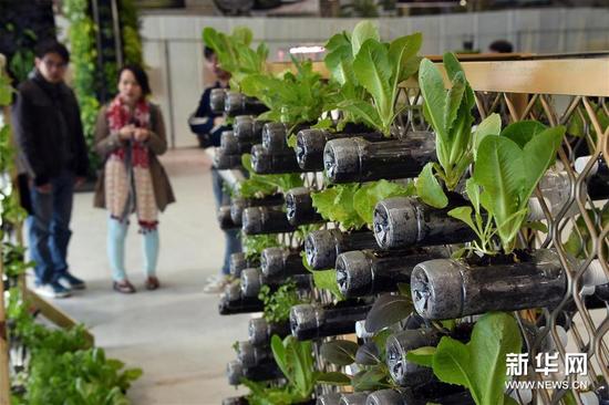 12月5日，观众在台北举行的2015园艺景观及绿屋顶设计大展上观看以废弃塑料瓶设计的“藏菜楼”。