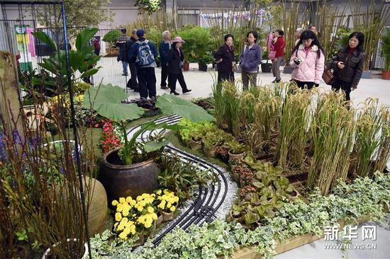 12月5日，观众在台北举行的2015园艺景观及绿屋顶设计大展上观看“田园交响曲”园艺景观。