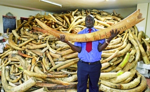 肯尼亚野生动物保护局的局长助理卢比亚表示，每一根象牙上都有标识和数字，说明每一根象牙的入库时间、重量以及缴获象牙的地区。肯尼亚现在全国的象牙库存是132吨。