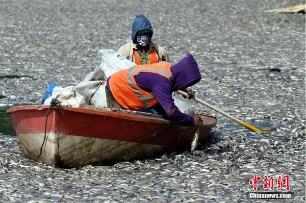 印尼一湖内现数千死鱼 或为水温变化所致2