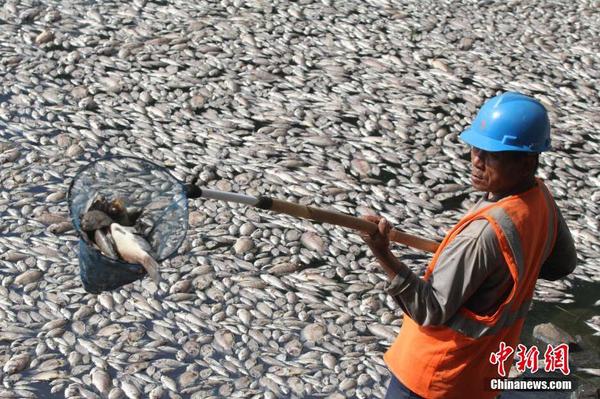 印尼一湖内现数千死鱼 或为水温变化所致3