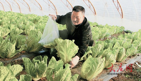大庆农民掰叶卖白菜一棵白菜能卖出三棵价钱