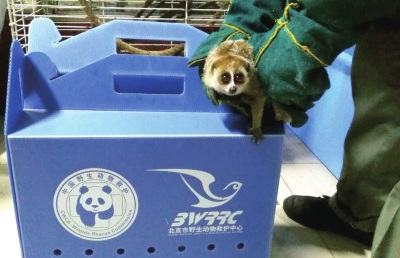 懒猴目前在救护中心接受饲养。北京市野生动物救护中心供图