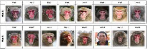 高崎山自然动物园男性职员和15名雄猴选手网页截图
