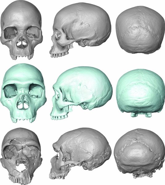 科学家再现石器时代尼安德特人的头盖骨