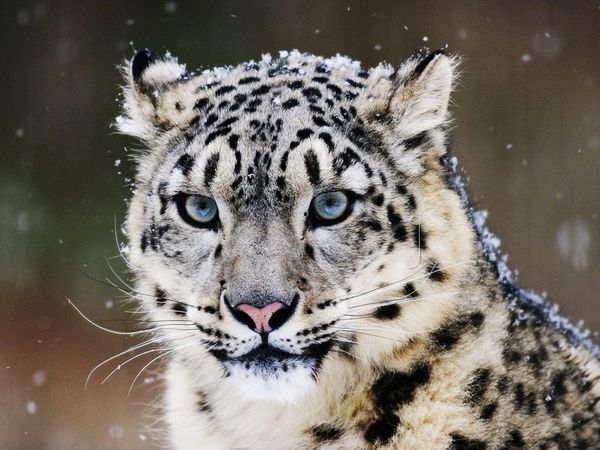 国际濒危野生动物雪豹现身珠峰北坡
