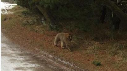 丹麦一只狒狒逃离动物园在城镇游荡警方追捕（图）