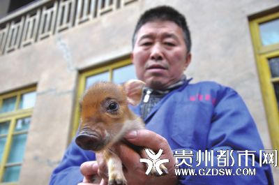 贵州一养殖场无公猪 4头母猪相继怀孕产崽(图)