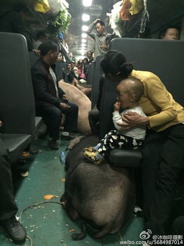 图为一名小朋友将脚搭在猪的背上。。@冰咖啡摄影 微博图