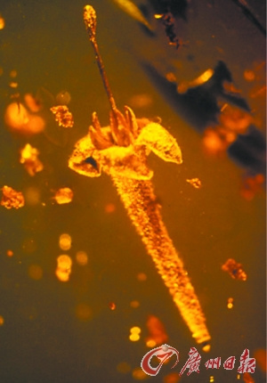 生物学家在1500万年前琥珀中发现已灭绝植物（图）