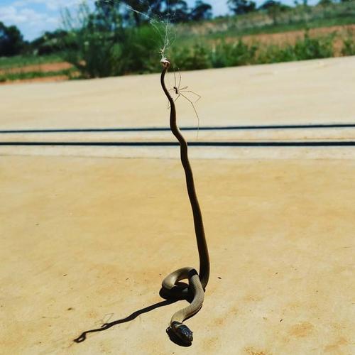 澳洲小蜘蛛大战2米长棕蛇将对方杀死 捕杀田鼠震撼照片曝光