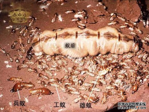 日科学家:蚁群中有懒汉更有利长期发展
