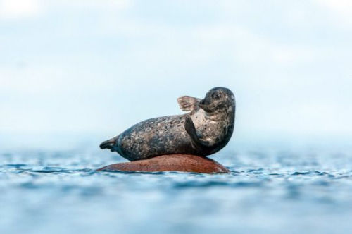 摄影师经过数日努力，捕捉到海豹送“飞吻”画面。